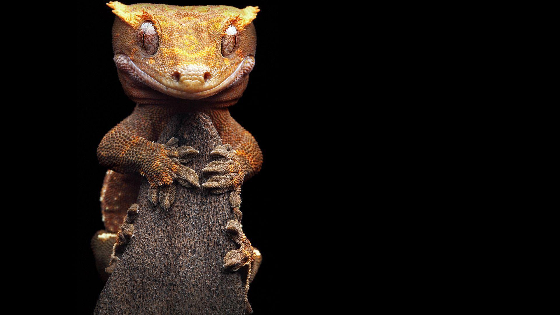 Fonds d&;écran Gecko, tous les wallpaper Gecko