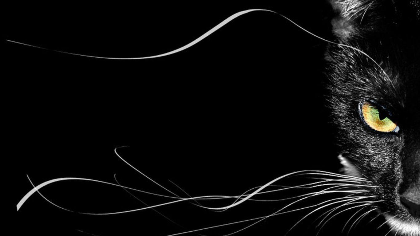 Black Cat Desktop Wallpaper 1366x768 HD Wallpaper
