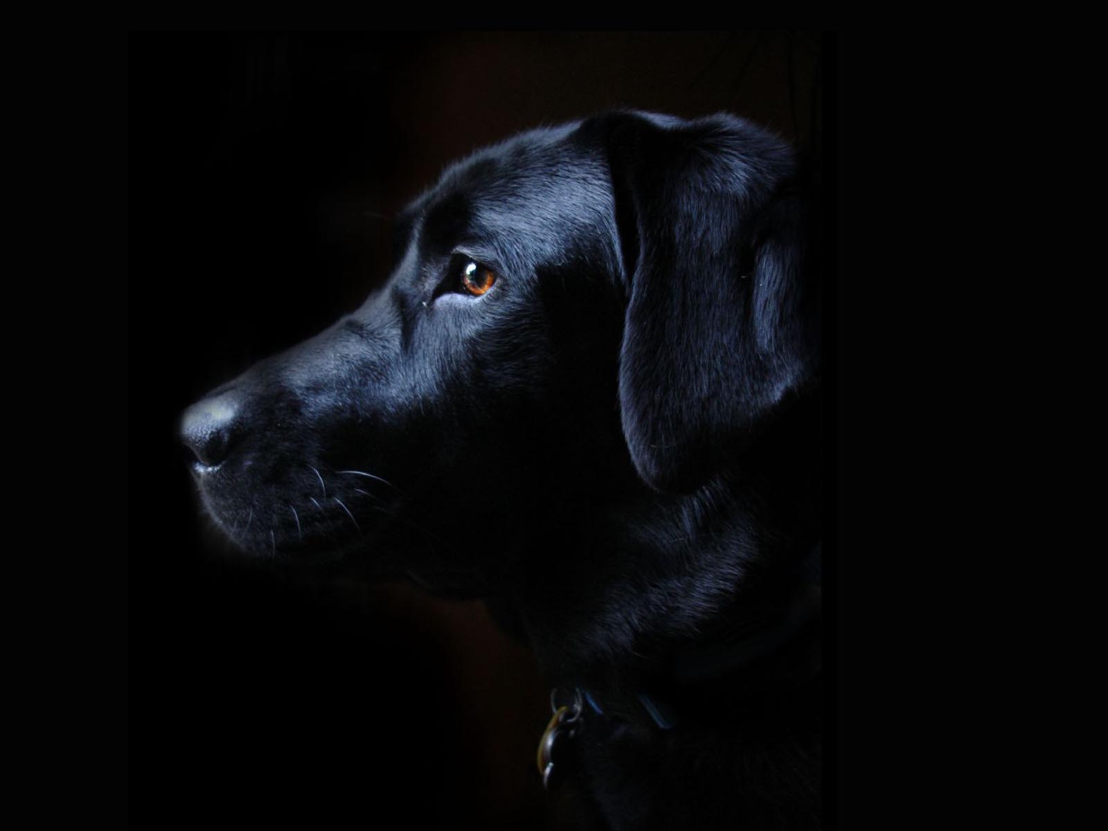 Labrador Retriever Black Dog Free Wallpaper