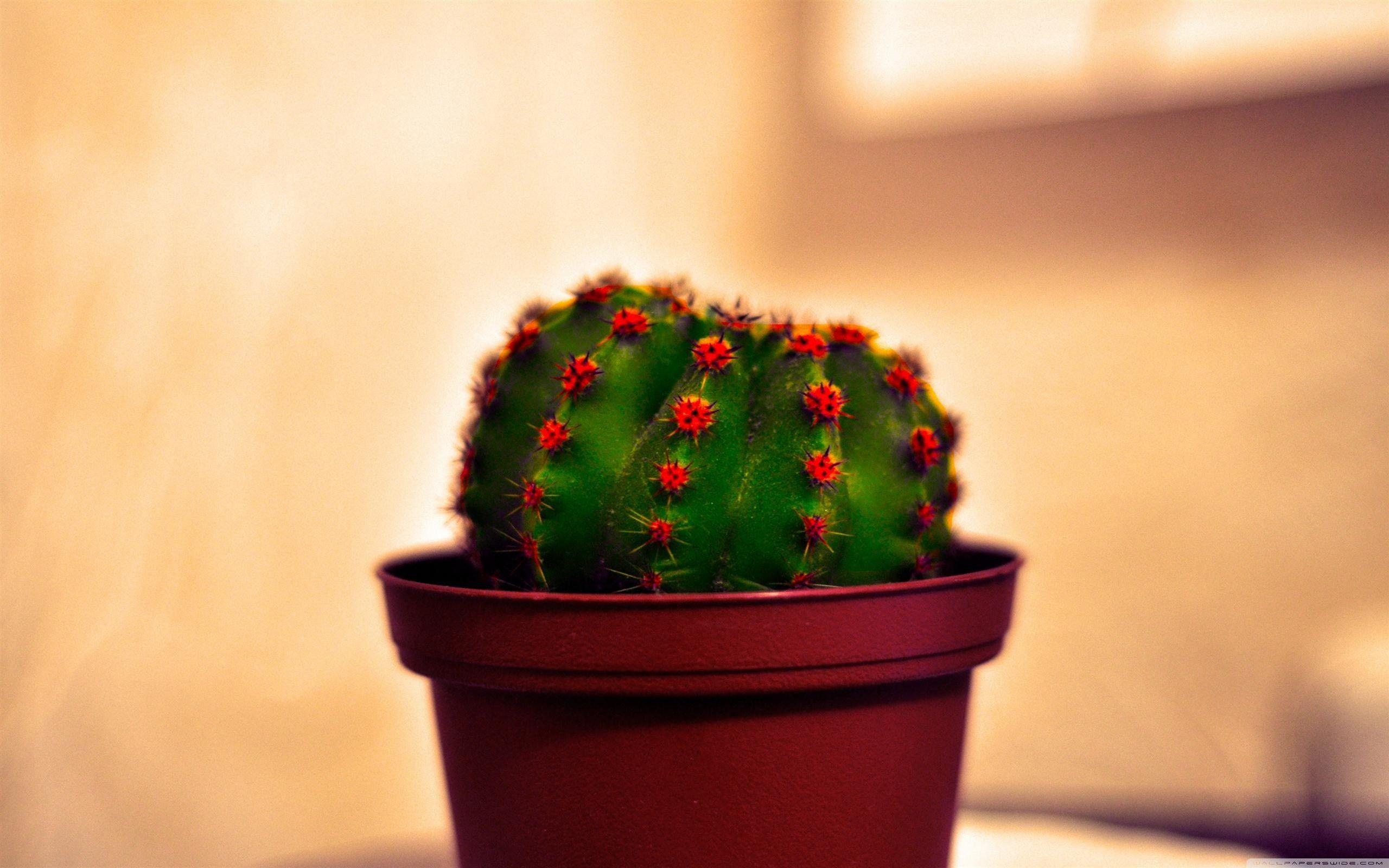 Potted Cactus wallpaper. Potted Cactus