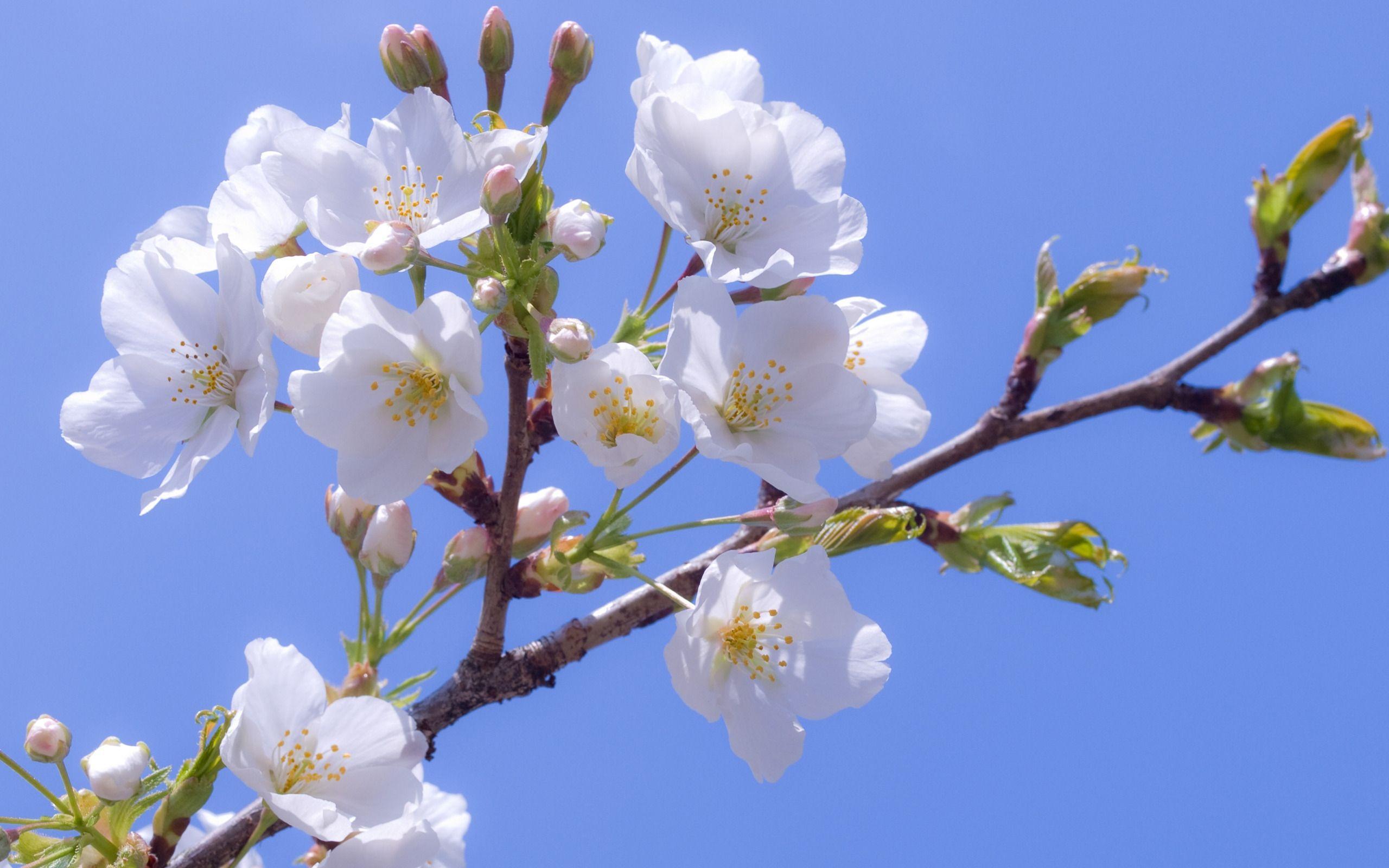 Apple Blossom Wallpapers - Wallpaper Cave