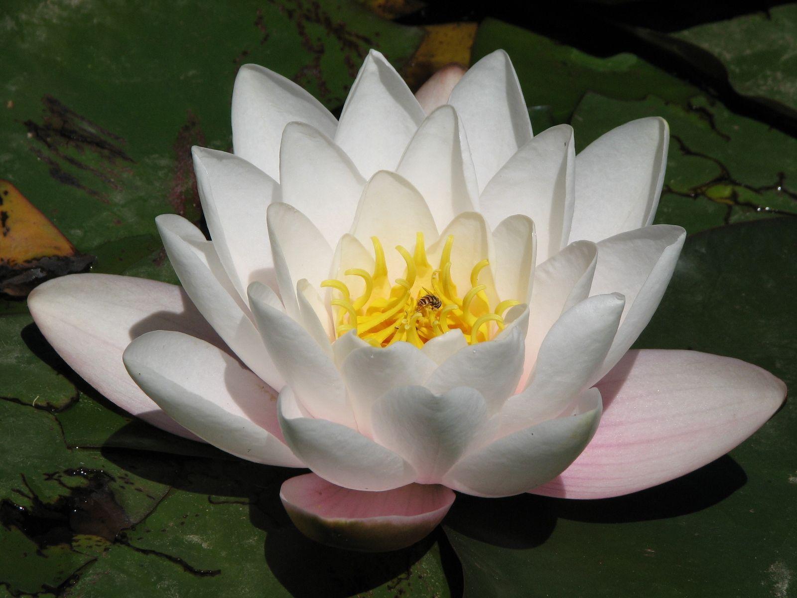 Beautiful White Lotus Flower Wallpaper Desktop Free Download