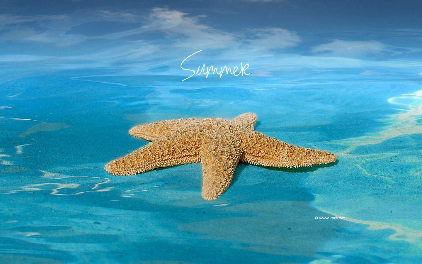 Free Summer Wallpaper and Background