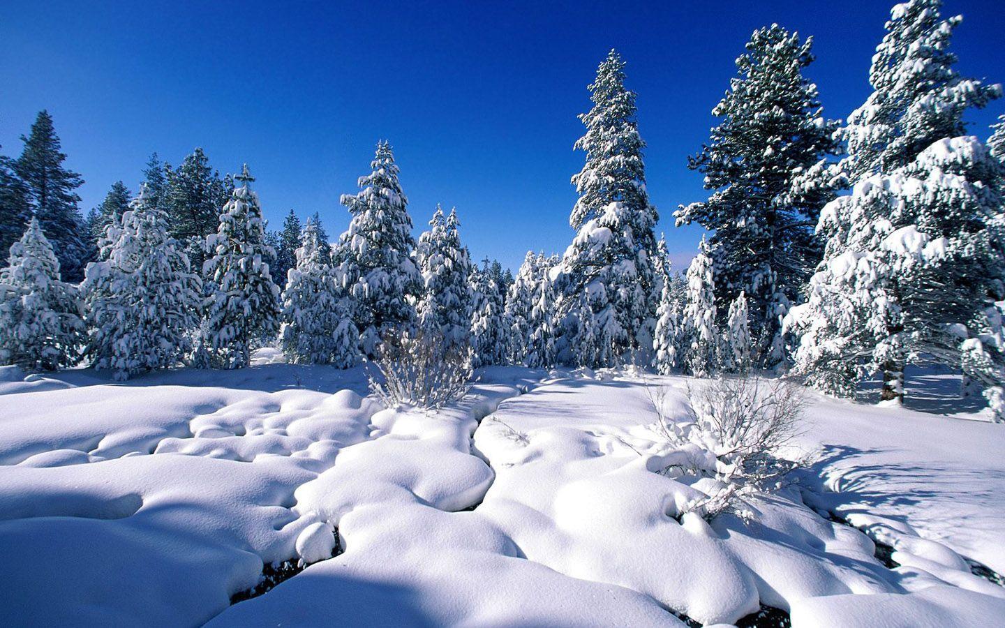 Winter wonderland, Dreamy Snow Scene wallpaper 1440x900 NO.8