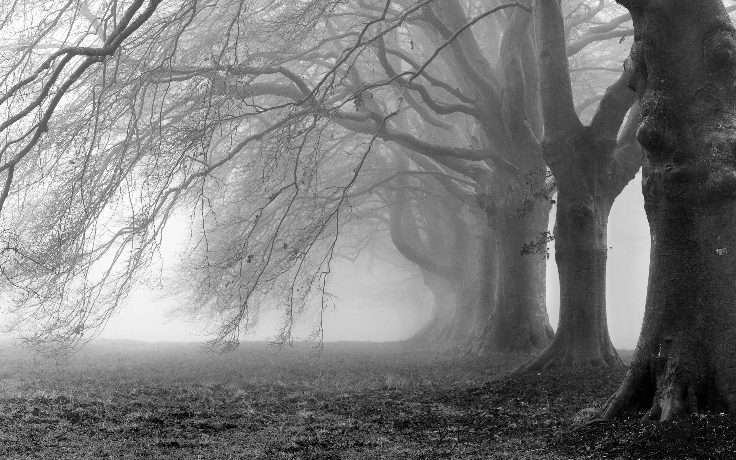 Creepy trees fog wallpaperx1600