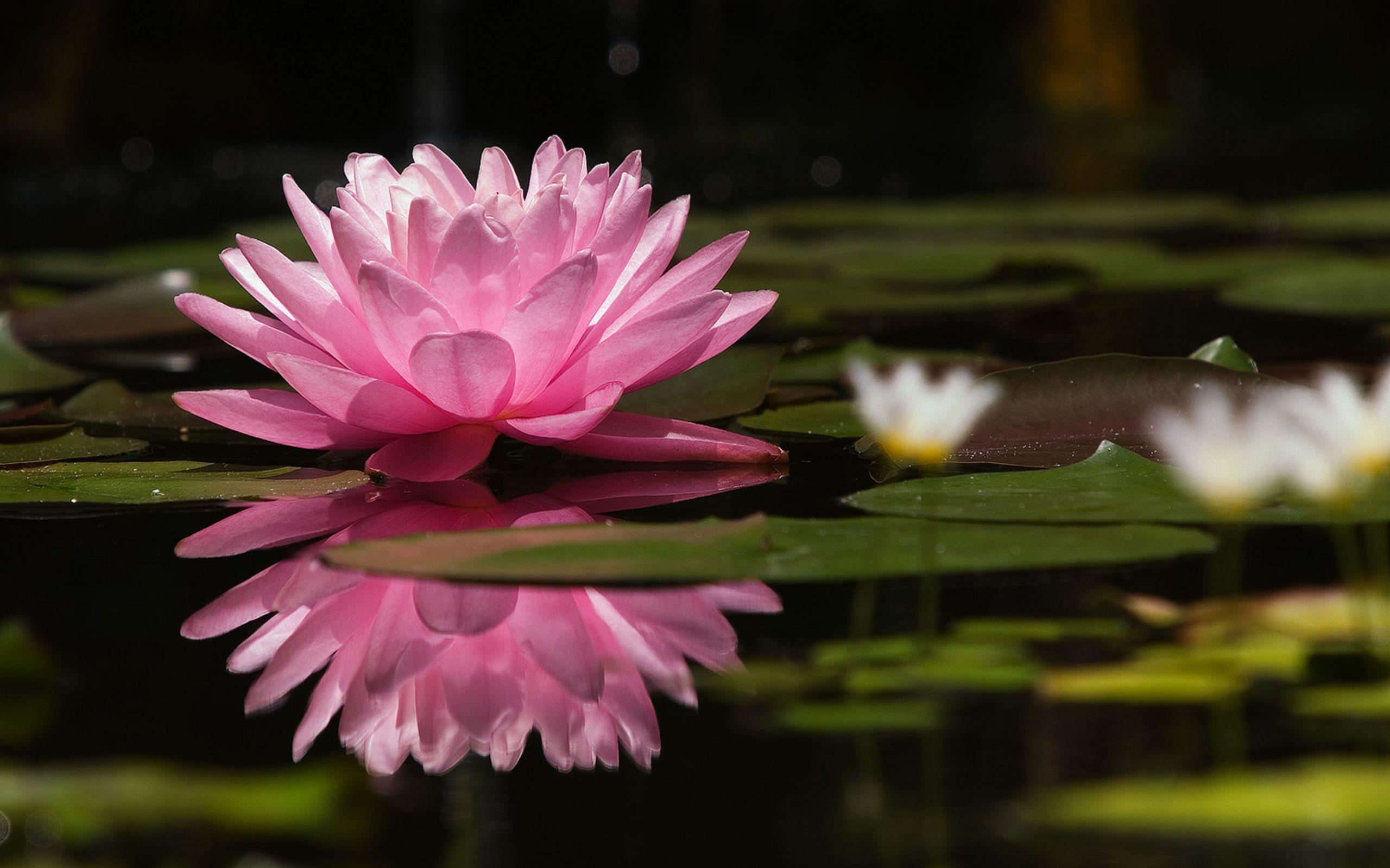 Water Lily Wallpapers - Wallpaper Cave
