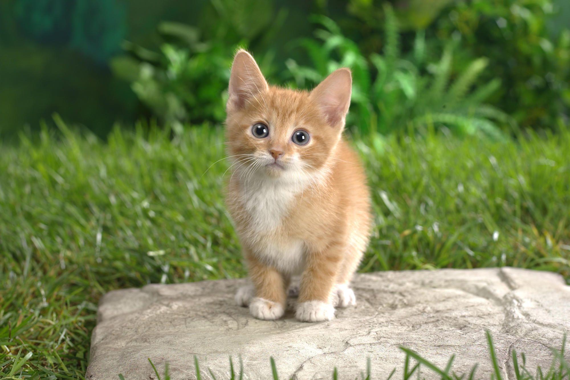 HD Cute Kitten Wallpaper