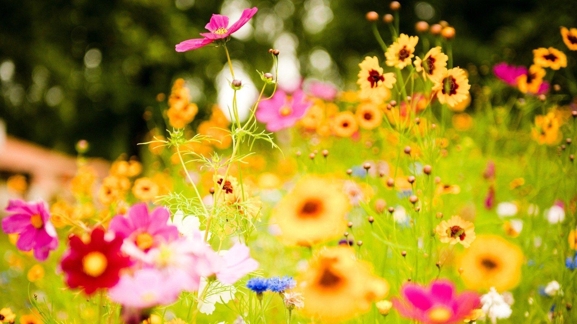 Field Colorful Flowers Spring HD Wallpaper