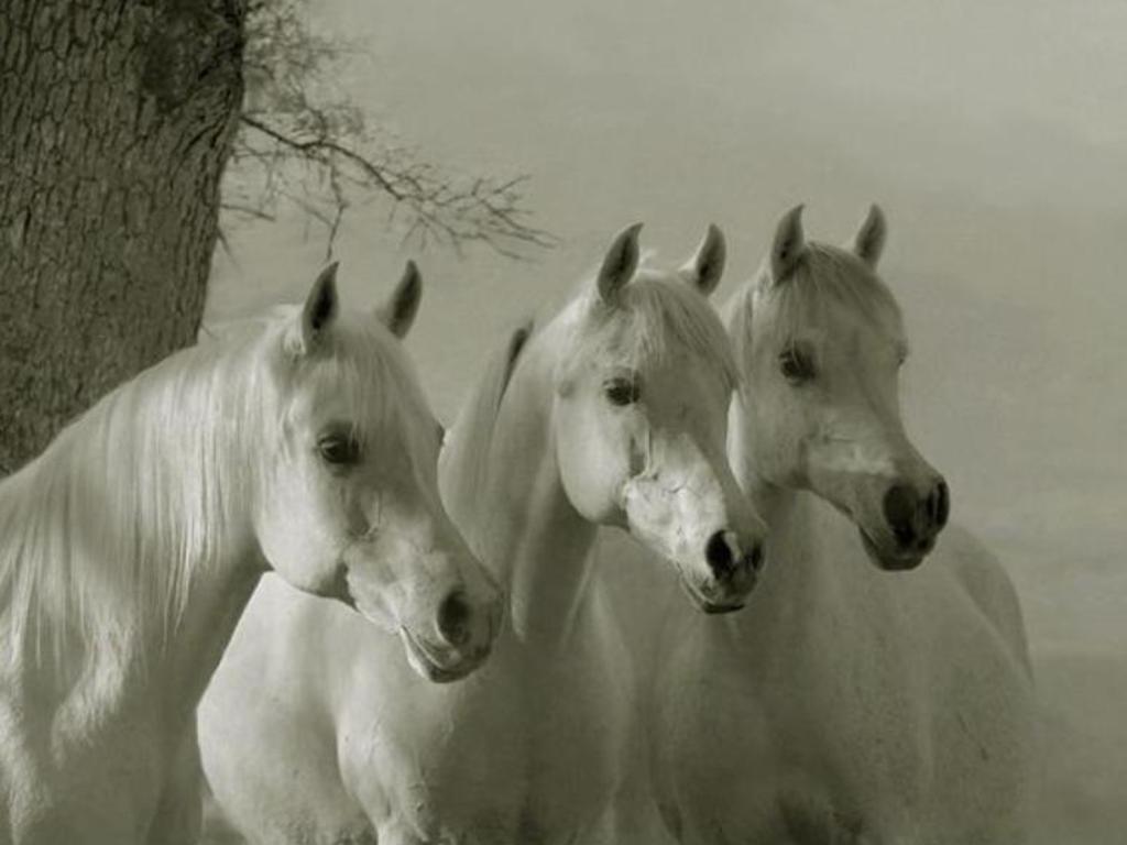arabian horse wallpaper desktop