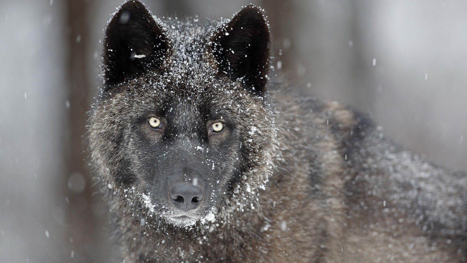 Desktop eastern timber wolf image