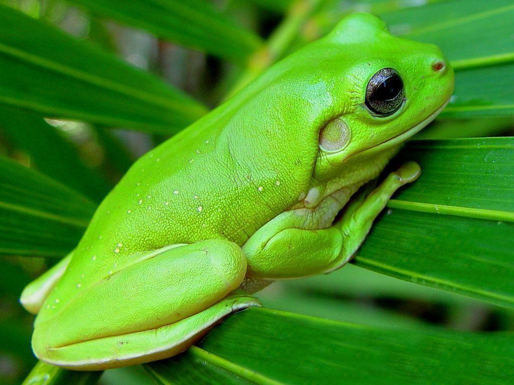 Free Green Tree Frog Wallpaper Download The 1024x768PX Wallpaper