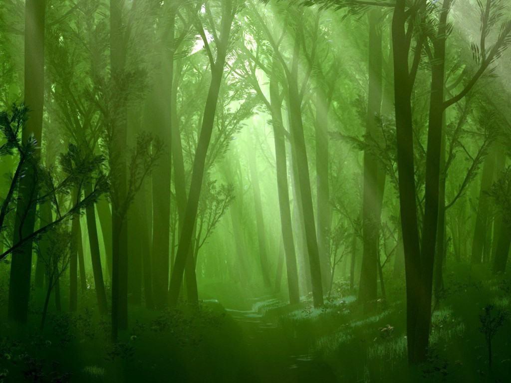 woods Wallpaper Background free woods Spring woods W