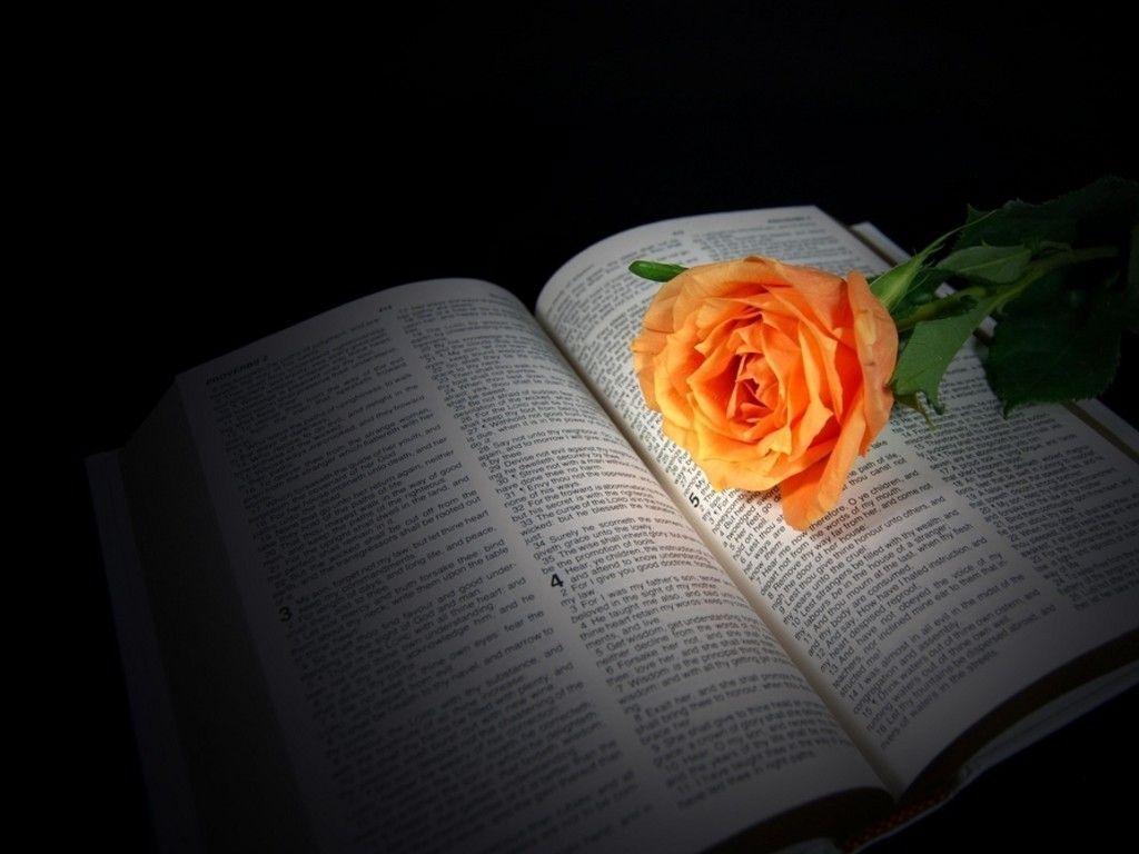 peach rose on Bible, Desktop and mobile wallpaper