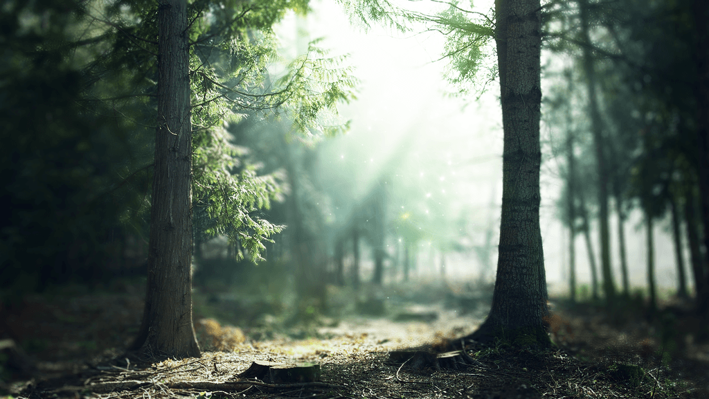 Enchanted Forest Background Tumblr