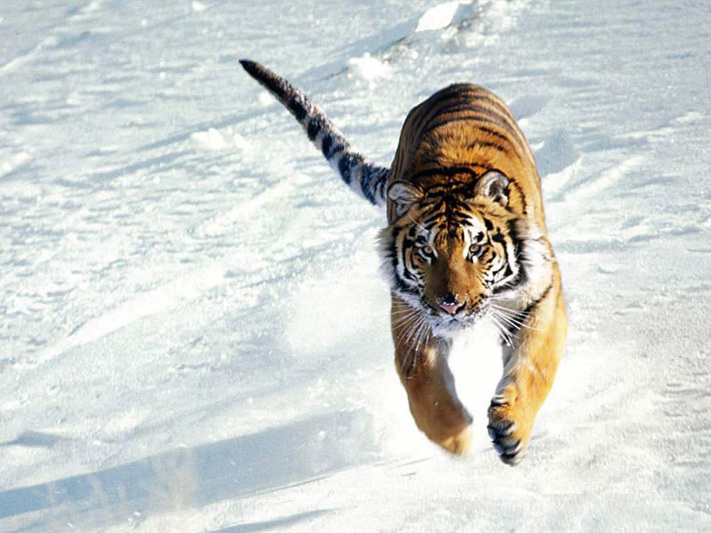 tiger wallpaper Search Engine