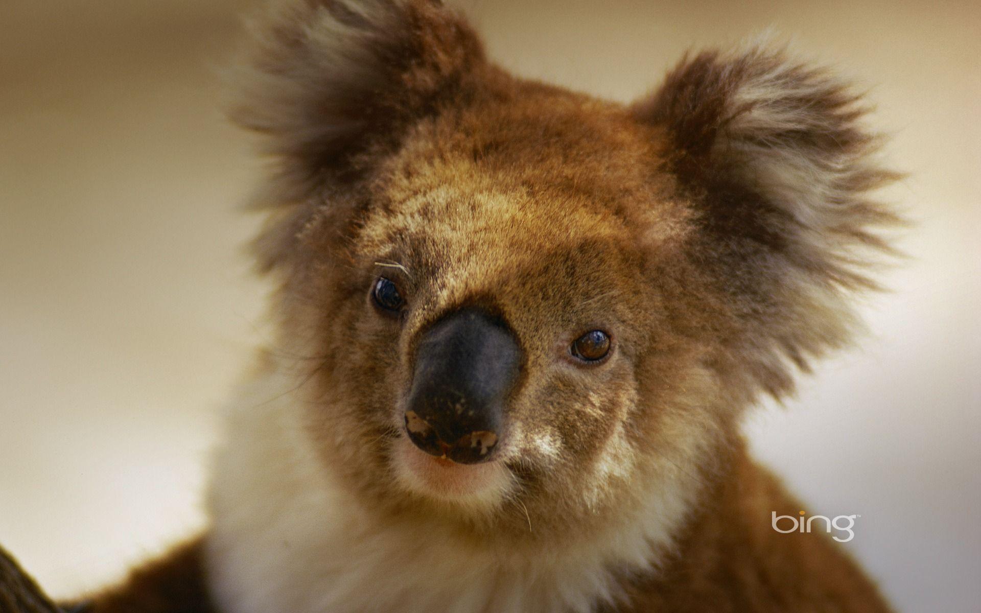 Australian national treasure naive koala wallpaper