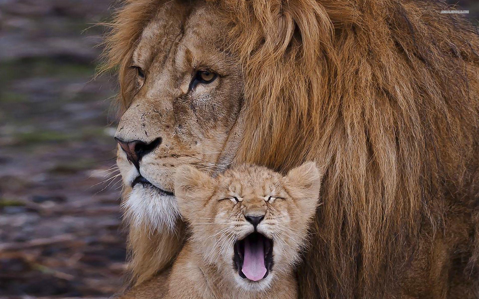 Lion with cub wallpaper #
