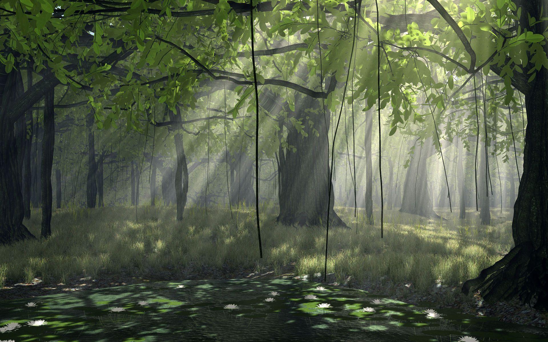 Nature Of Forest Free Desktop Wallpaper Downloads