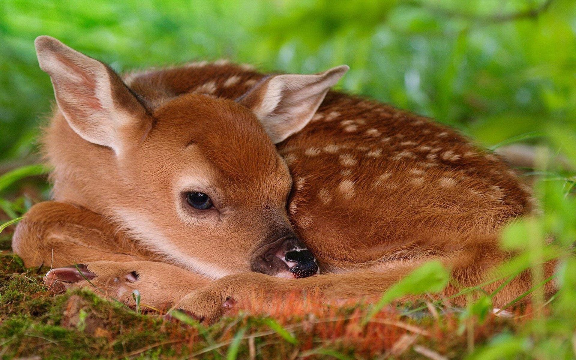 Wildlife Deer background image