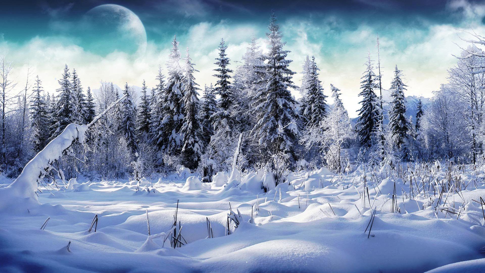 Winter Snowy Forest Wallpaper