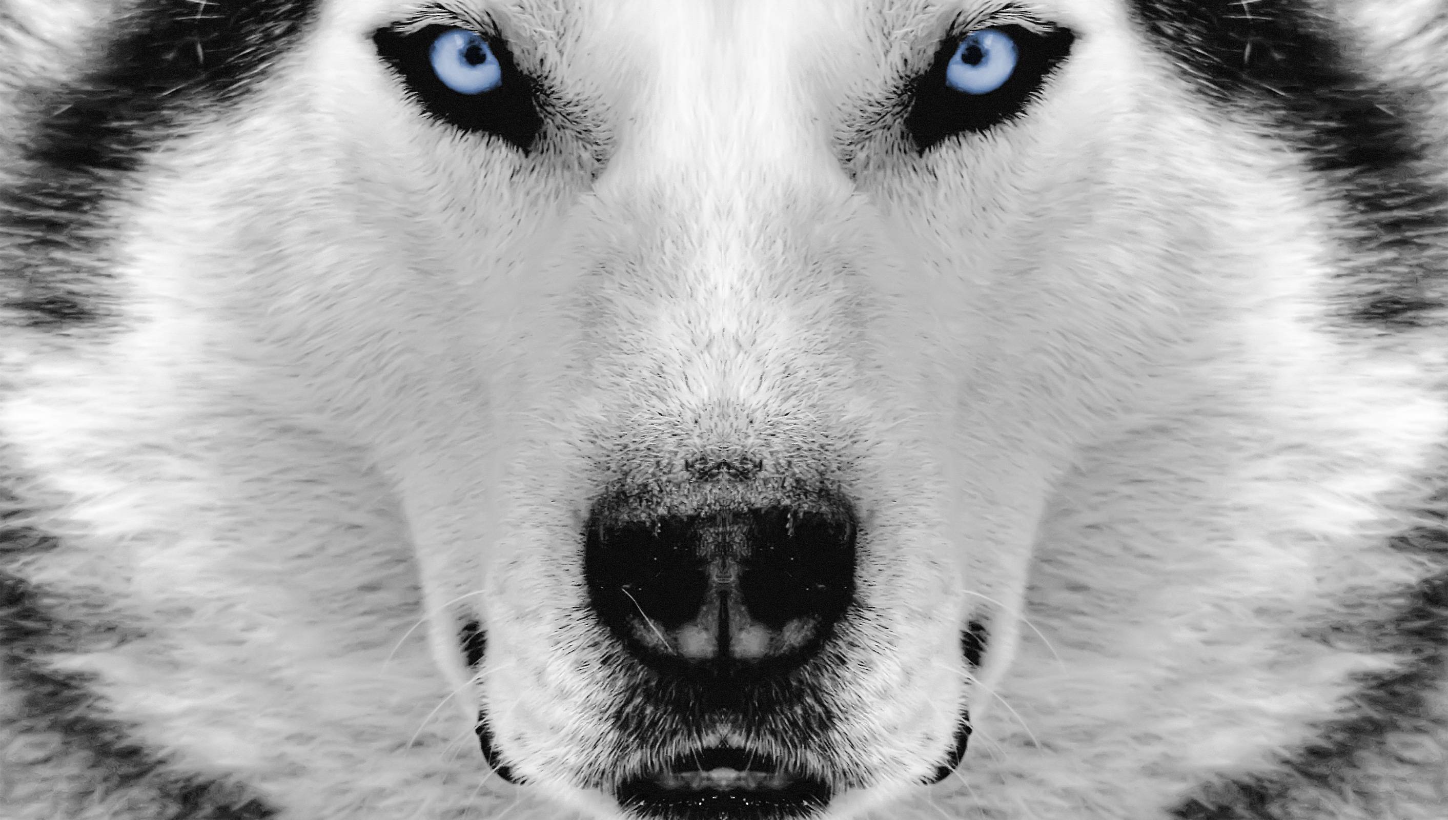 Siberian Husky Close Up Picture. vergapipe