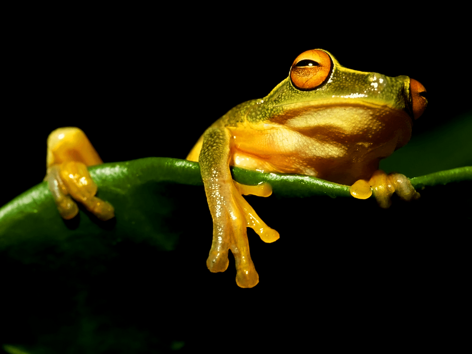 frog high definition and Popular Wallpaper 9918