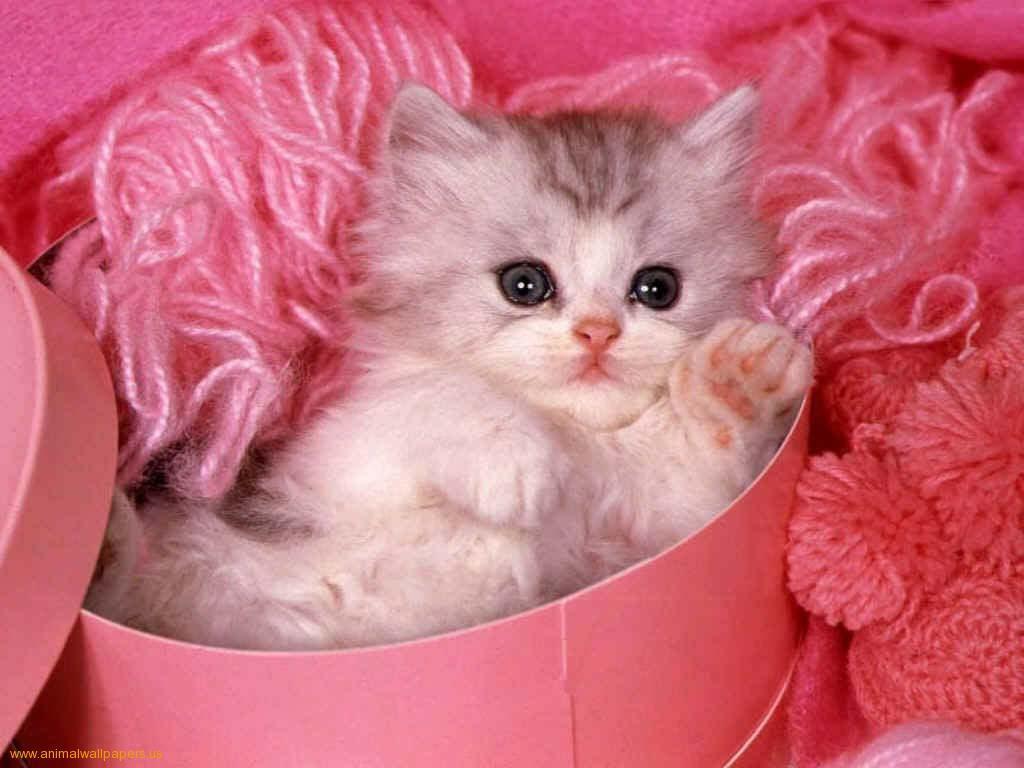 Download Kittens Wallpaper Cute Kitten Pink Background