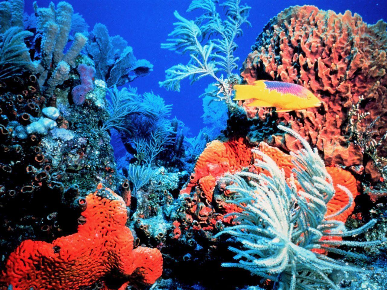 Wallpaper For > Coral Reef Background Vector