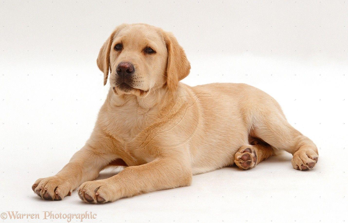 Yellow Lab Wallpapers - Wallpaper Cave