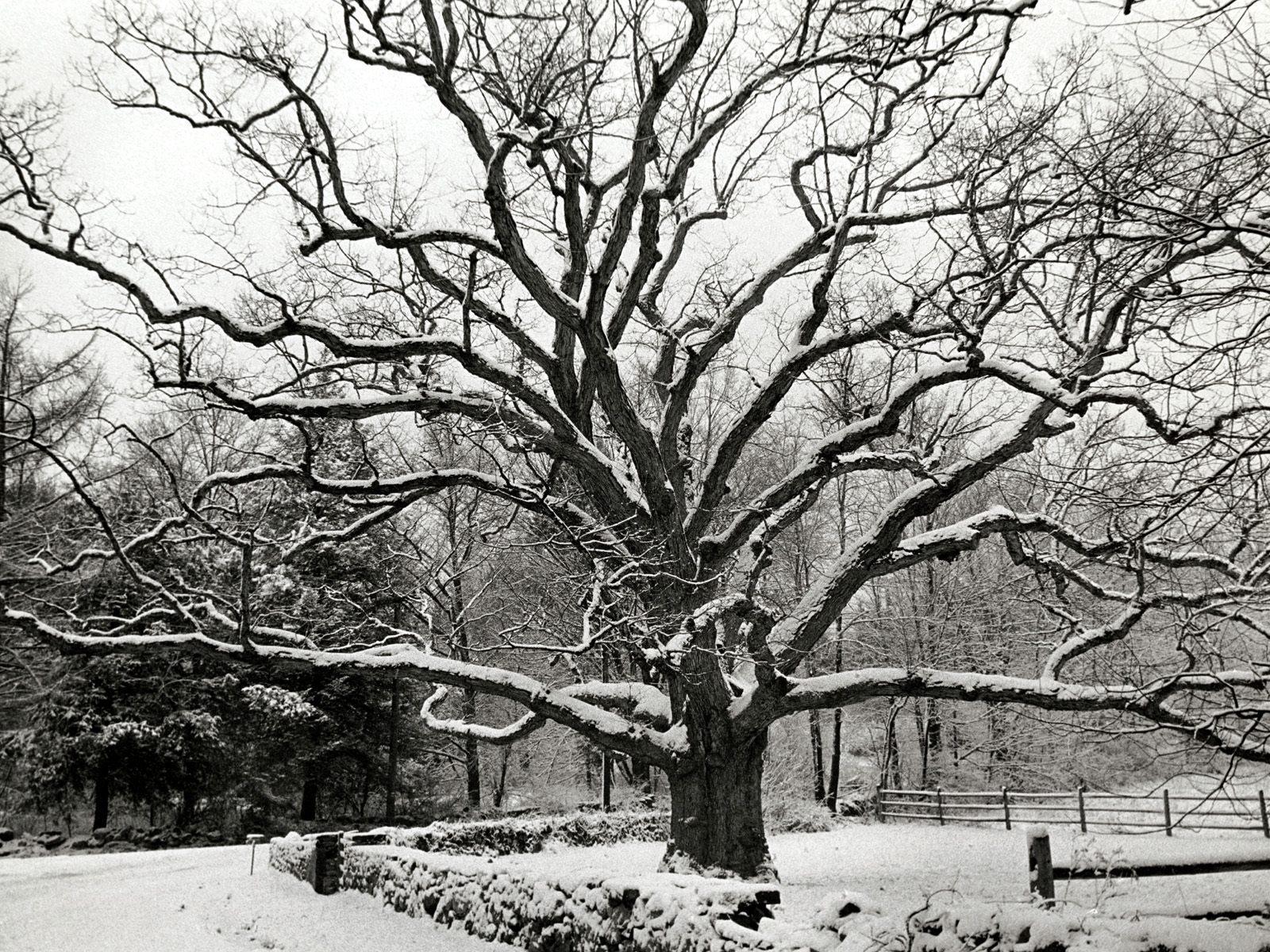 Bedford Oak tree free desktop background wallpaper image