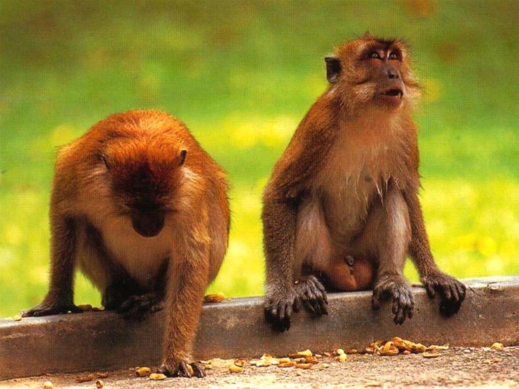 image For > Cute Monkeys Wallpaper