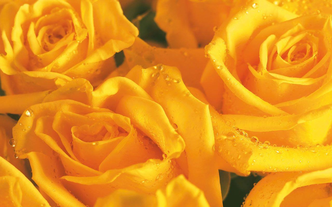 Yellow Rose Flower Wallpapers - Wallpaper Cave