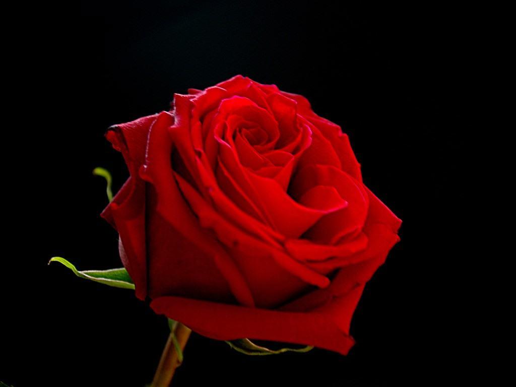 Red rose on black background cute wallpaper