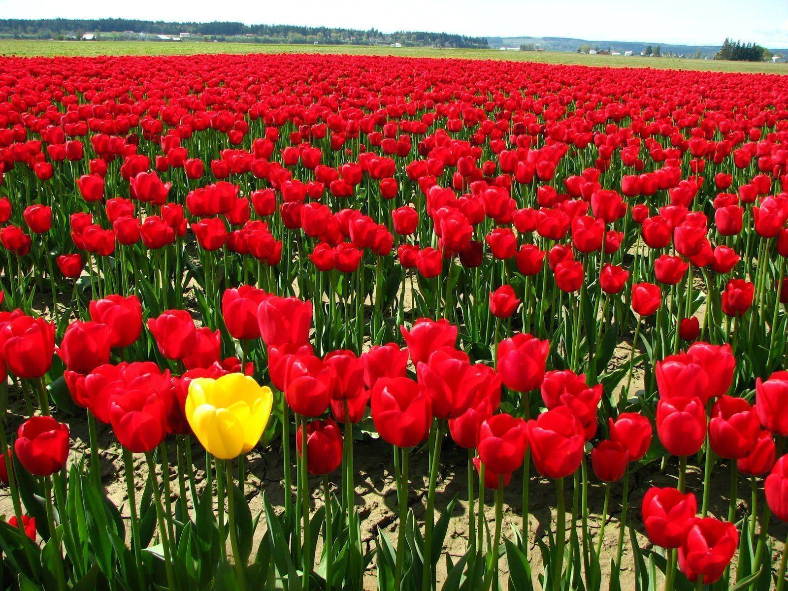 Red Tulips Image. Beautiful Cool Wallpaper