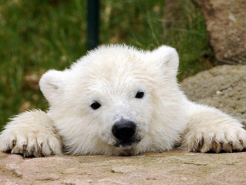 Download Really Cute Baby Polar Bears HD Image 3 HD Wallpaper