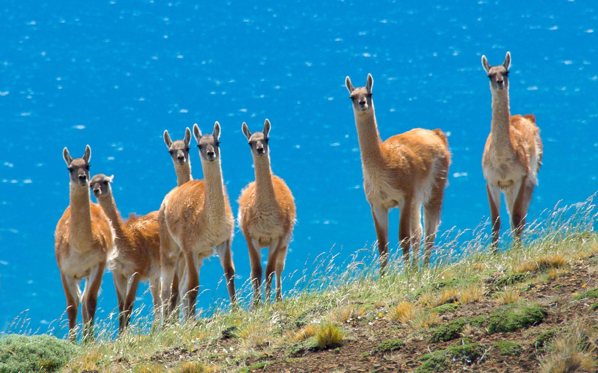 Llama Backgrounds Wallpaper Cave HD Wallpapers Download Free Map Images Wallpaper [wallpaper376.blogspot.com]