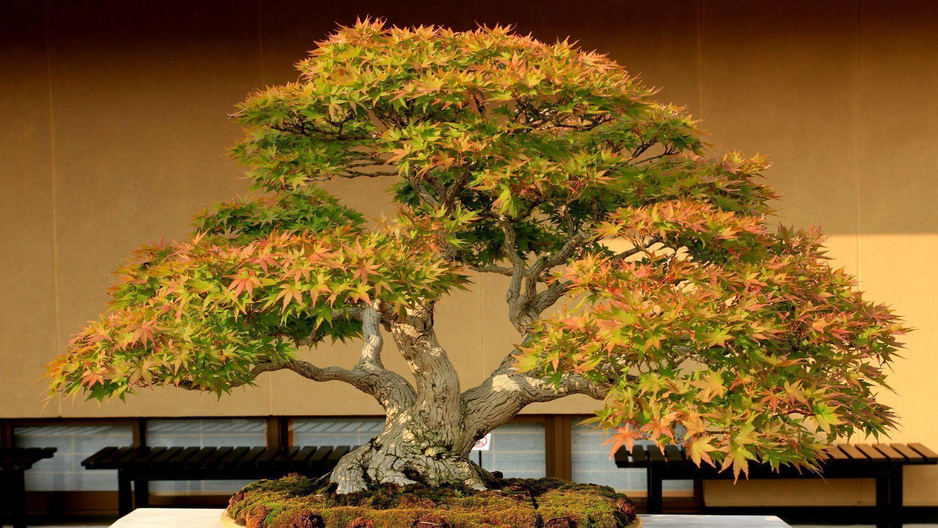 Bonsai Tree HD Wallpaper Photo Image