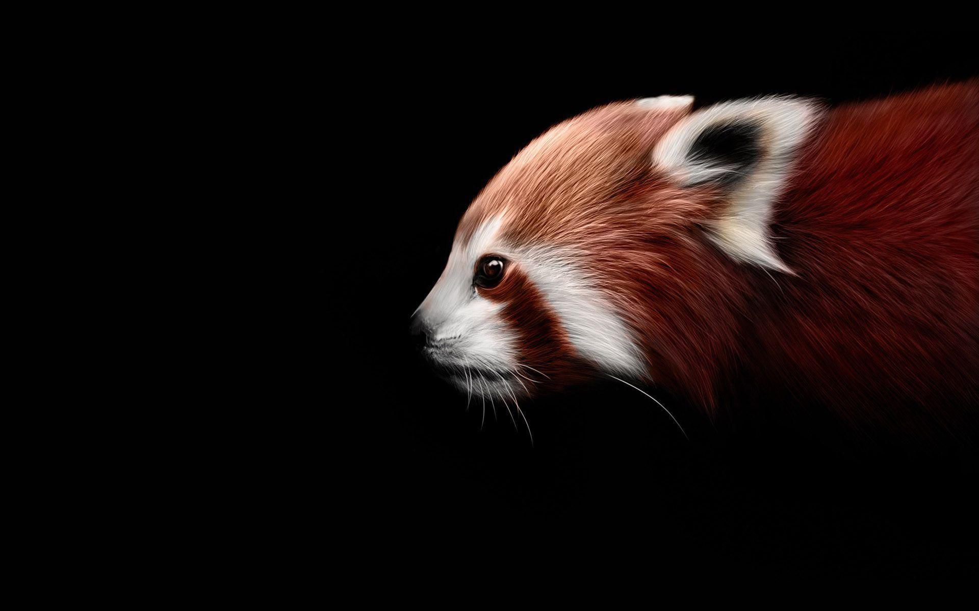 Red Panda Wallpaper HD wallpaper search