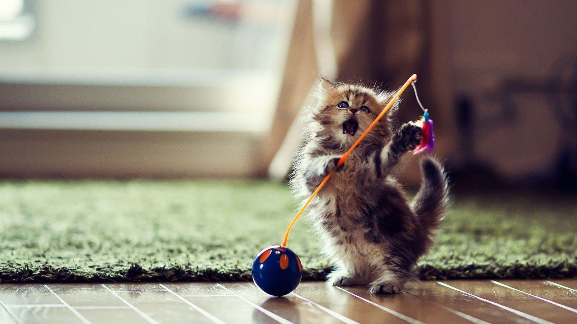Funny Kitten Playing Toy Wallpaper