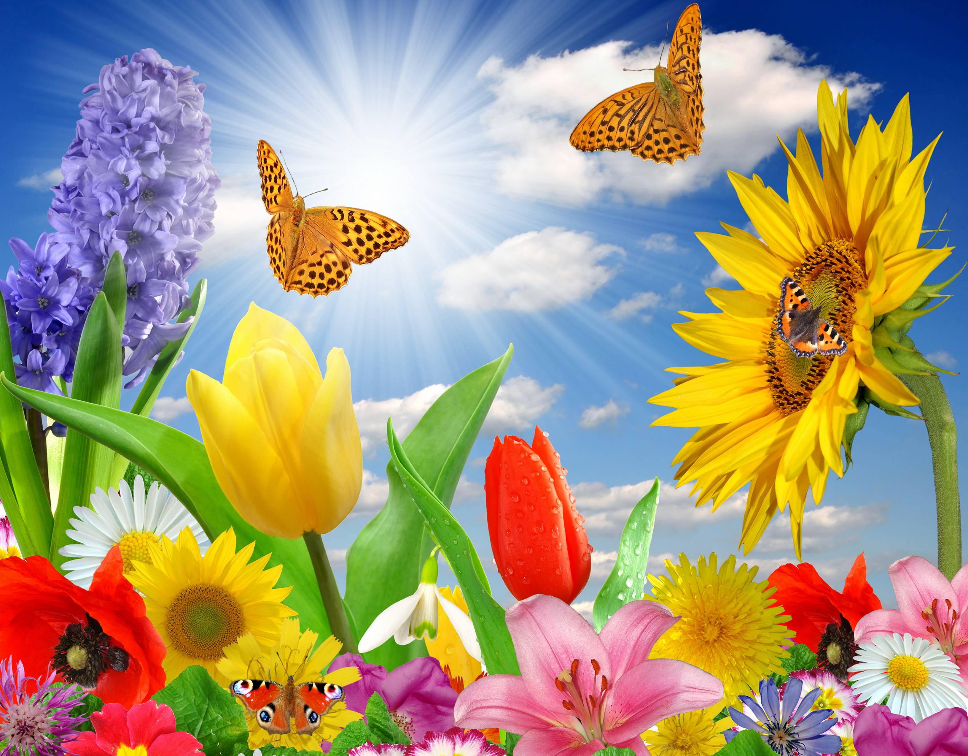 Summer spring butterfly flowers sunlight rays color wallpaper
