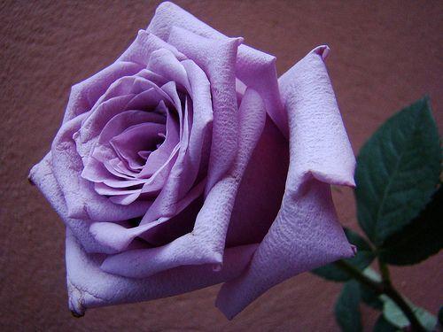 violet rose Sharing!