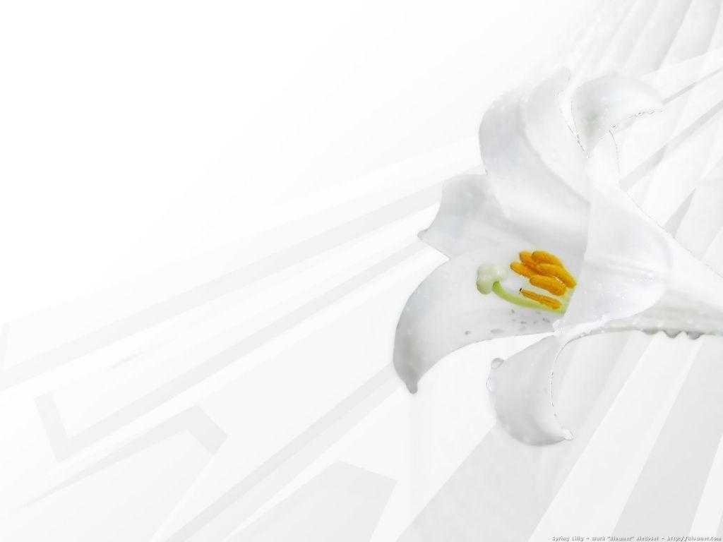 Wallpaper For > White Flower Wallpaper