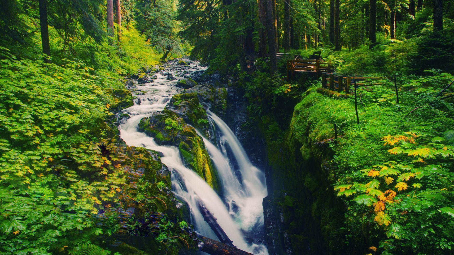 Rainforest Waterfall HD Wallpaper