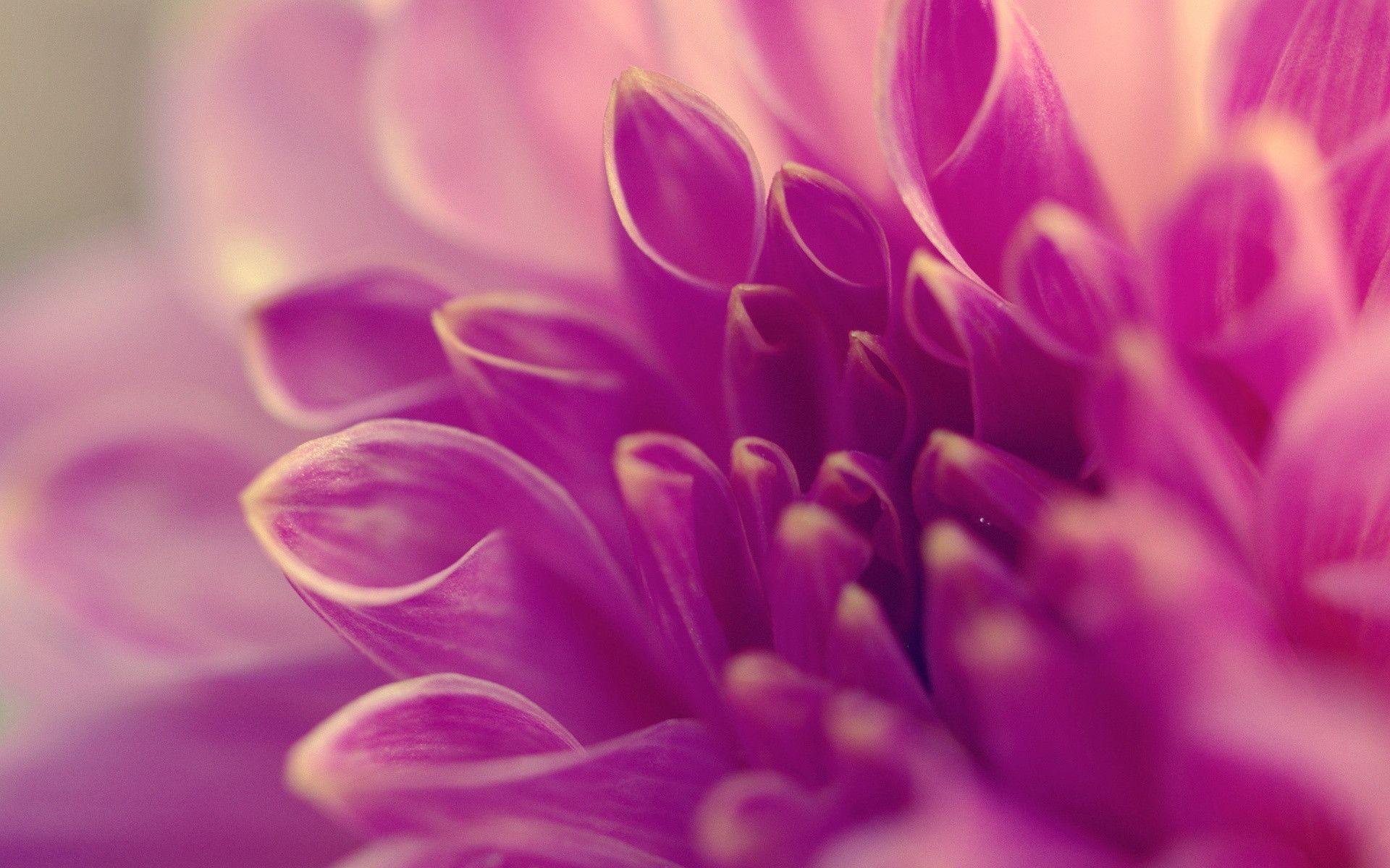 Dahlia Wallpapers - Wallpaper Cave