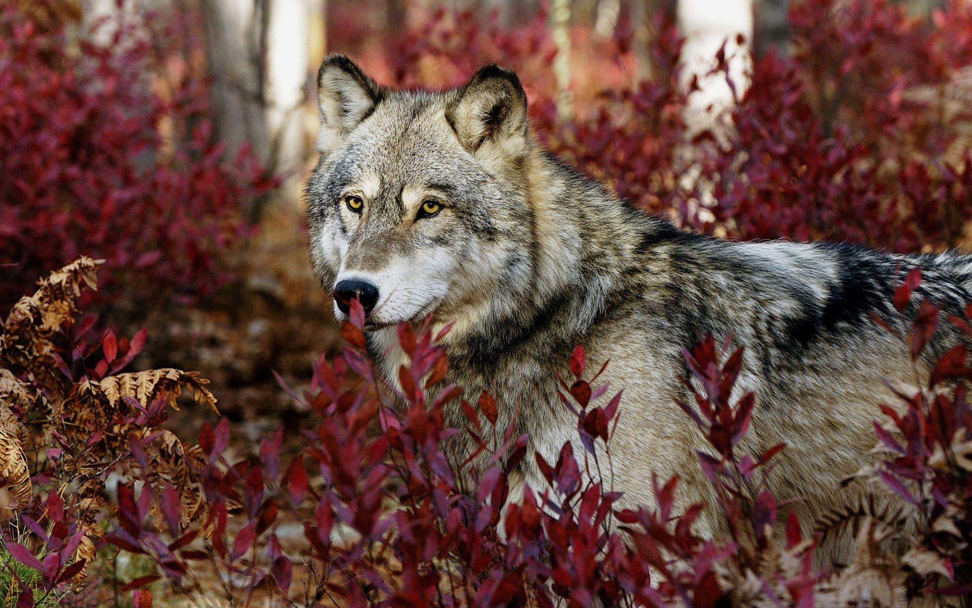 Animal Wallpaper: Excellent Wolf Wallpaper HD Background