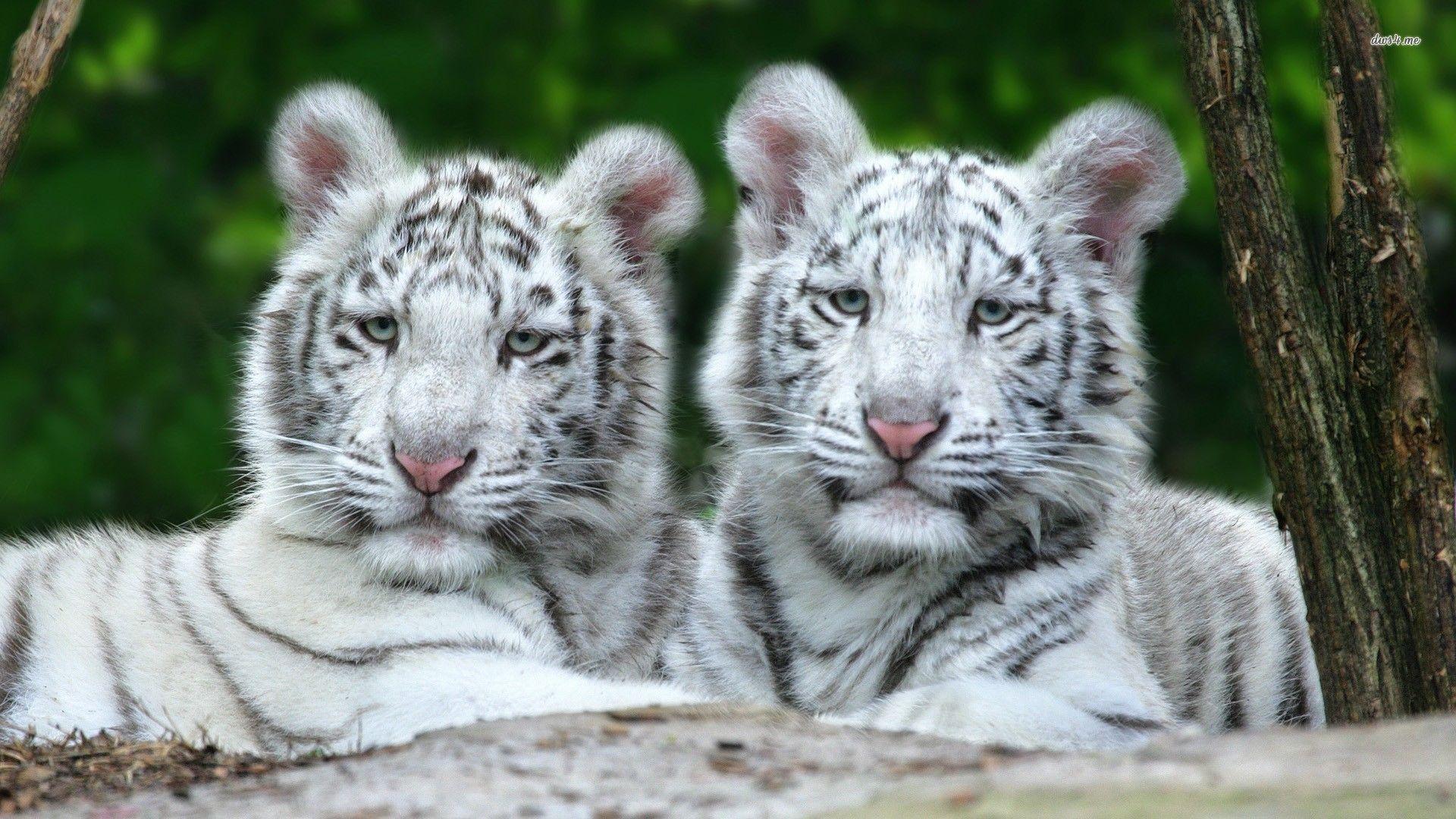 12739 White Tiger Cubs 1920x