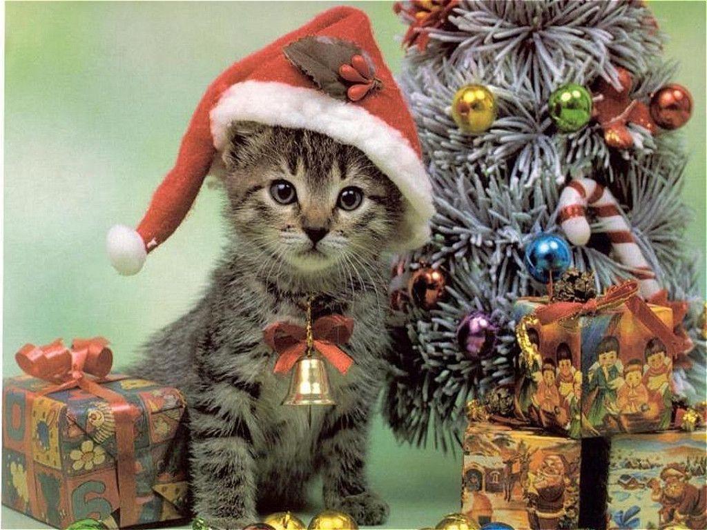 cat wallpaper free: Christmas Cat Wallpaper