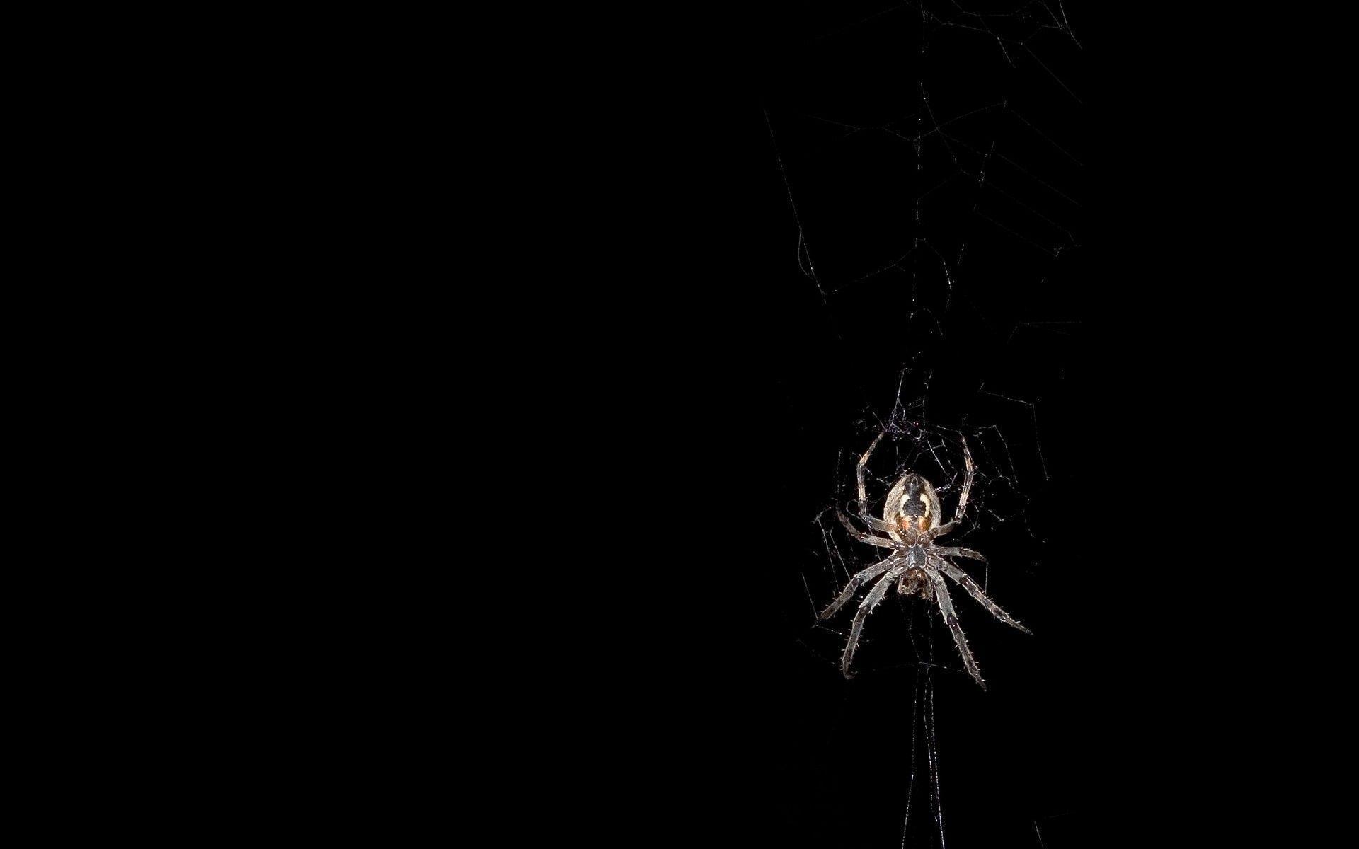 Black Spider HD Wallpaper Wallpaper Inn