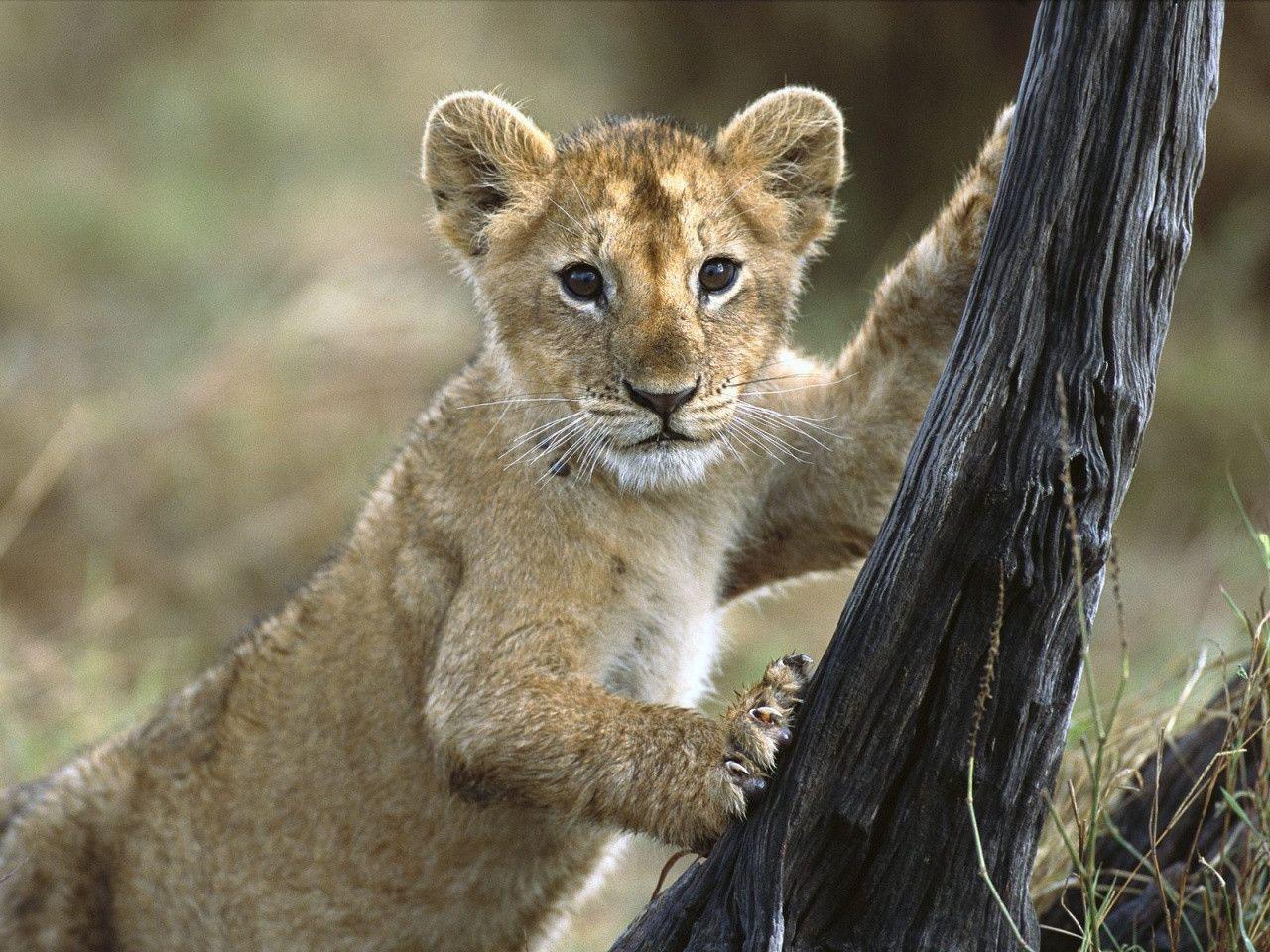 Lion cub Wallpaper