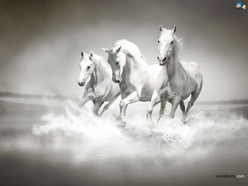 image For > 7 Horses Wallpaper